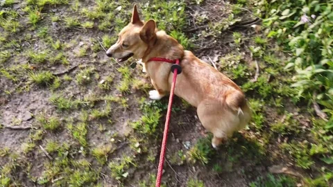 A High-Angle Tracking Shot of a Pembroke Welsh Corgi out for a Walk Stock Footage 302102703