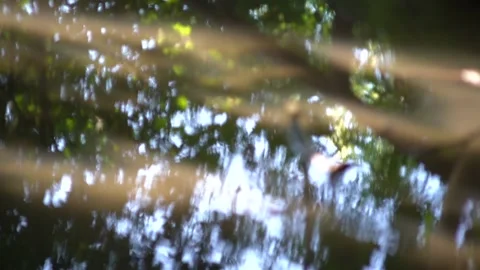 High angle of trees reflecting on water in soft focus Stock Footage
