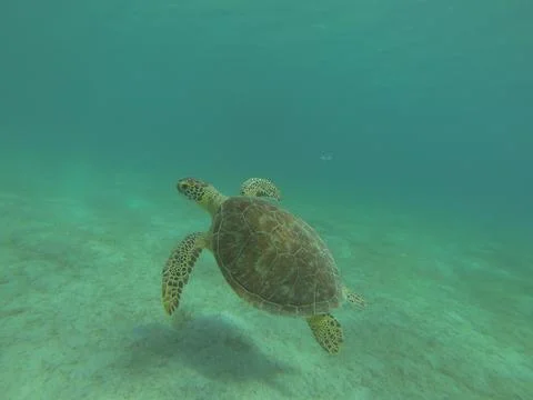 High-angle underwater view of a Loggerhead sea turtle swimming 库存照片