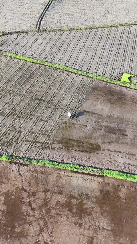 High Angle Vertical Aerial Shot of a Farmer Working on Textured Muddy Rice Field Stock Footage 346008715