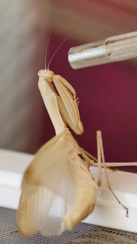 High-angle vertical footage of a large female mantis with a swollen abdomen, Vídeos de archivo 334340451
