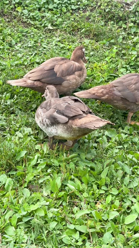 High-angle vertical view of small flock of three brown ducks actively searching Stock Footage 315400026