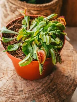 High-angle vertical view of a Venus flytrap plant in a flowerpot Foto stock