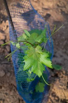 High-angle vertical view of young grapevine leaves and tendrils growing withi... Stock Photos