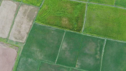 High angle video, rice field a table Stockbeeldmateriaal 106508267
