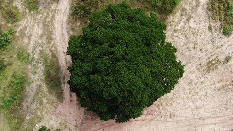 High angle video slides down on big tree. 스톡 동영상 95993540