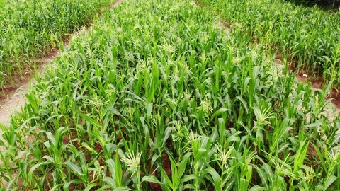 High angle video slides through the cornfield. 스톡 동영상 95990343