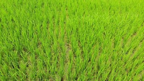 High angle video slides through green rice fields. Stock-Footage 95991547