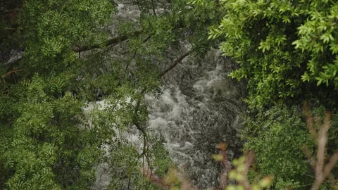 High-angle view from above, peering through overhanging lush green foliage at 库存影片 336204524