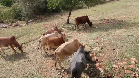 High angle view of african cows feeding during drought  (HD) Stock Footage 6930450