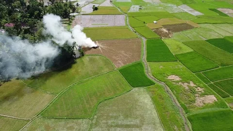 High Angle View of Agricultural Smoke from Straw Burning in Green Rice Fields Stock Footage 345945411
