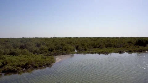 High Angle View of Al Thakira Mangrove Forests and Coastline – Al Khor, Qatar Stock Footage 339219061