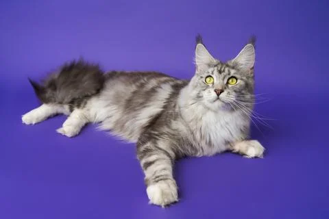 High angle view of American Forest Cat black silver classic tabby and white.. Stock Photos