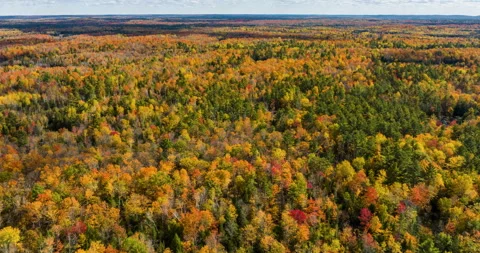 High angle view of an autumn forest Stock Footage 220776848