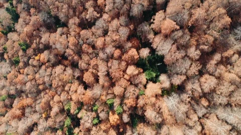 High angle view on autumn forest Stock Footage 289577623
