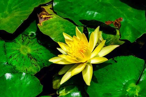 High angle view of beautiful blooming yellow lotus with green leaves. Stock Photos