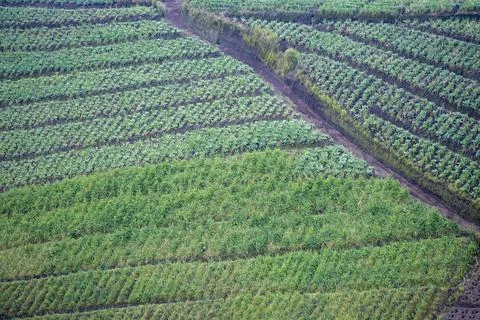 High-angle view of beautifully patterned terraced vegetable farms. Stock Photos