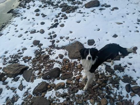 High Angle View of Black and White Dog on Snowy Rocky Shore Stock Photos