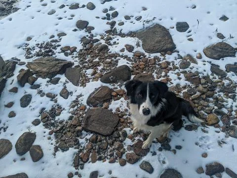 High Angle View of Black and White Dog on Snowy Rocky Shore Foto stock