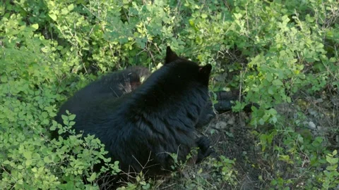 High angle view of a black bear, Ursus Americanus, foraging in Montana Stock-Footage 338124913