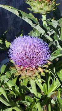 High angle view of blooming globe artichoke Stock Photos
