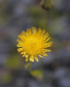 High angle view of blooming Sonchus oleraceus Stock Photos