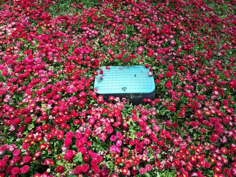 High angle view of a blue tiny box hidden in the field with tiny red flowers Stock Photos