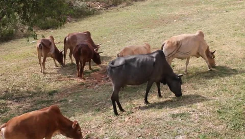 High angle view of brahma cows grazing in drought area (HD) Stock Footage 6930504