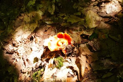 High angle view of a bright orange wild mushroom growing on a sunlit forest 库存照片