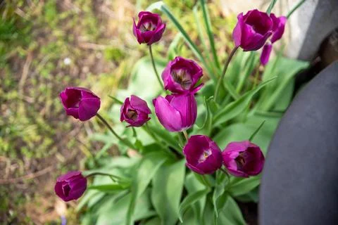 High angle view of bright pink magenta tulips blooming in a cemetery Foto stock