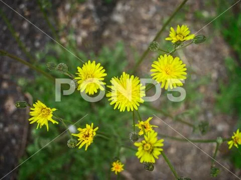 High angle view of bright yellow dandelion flowers and green buds. Stock Photos