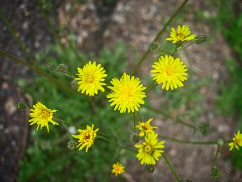High angle view of bright yellow dandelion flowers and green buds. Foto stock