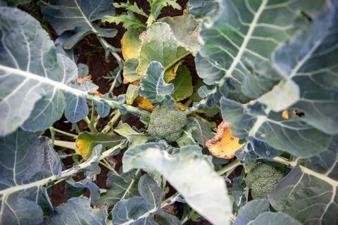 High angle view of broccoli plants in an organic garden Stock Photos