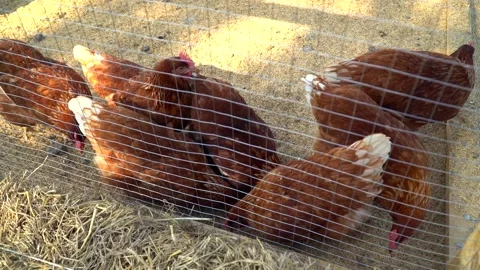 High Angle View Of Brown Chickens Pecking Grain In Sunny Wire Coop Stock Footage 337709072