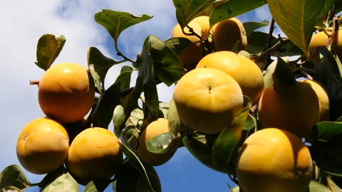 High angle view of bumper year Persimmons Stock Footage 162626229