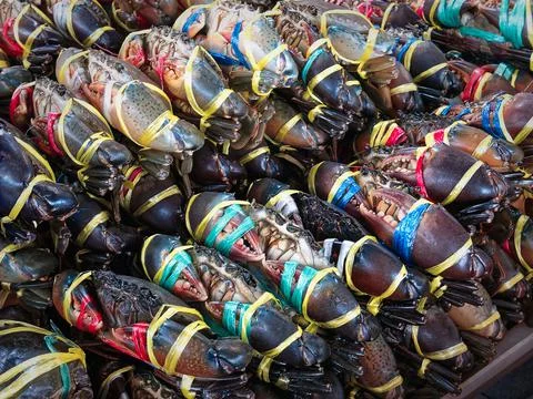 High Angle View of Bunch of Fresh Sea Crabs Tied with Colorful Ropes for Sale Stock Photos