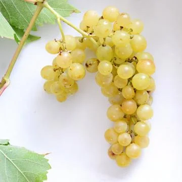 High angle view of bunch of white grapes with its green leaves, square Stock Photos
