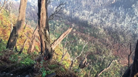 High Angle View of Burnt Trees and Lush Valley Vegetation Stock-Footage 346740459