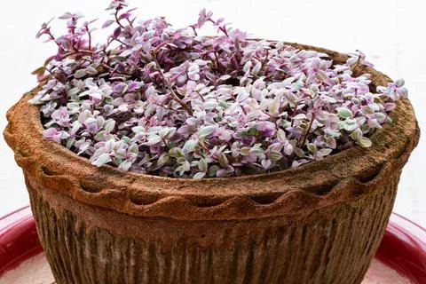 High angle view of Callisia repens 'Pink Lady' in a clay pot on red plastic t Stock Photos