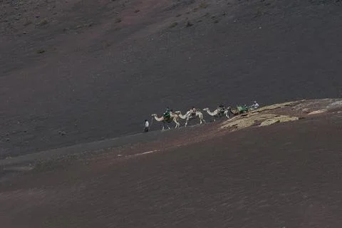 High-angle view of a camel caravan crossing a vast volcanic slope in Lanzar.. Stock Photos