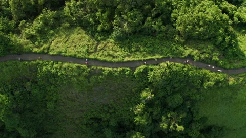 High angle view of Campuhan Ridge Walk, Bali Video stock 218312978