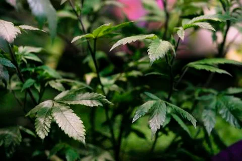 High angle view of cannabis marijuana leafs Stock Photos