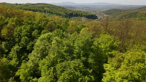 A high-angle view captures a dense, vibrant green forest covering rolling hills 스톡 동영상 334139591