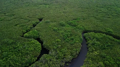 High-angle view captures a river meandering through vibrant green landscape. Stock Footage 336863704