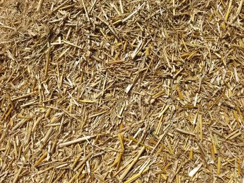 High angle view of chopped wheat straw, Wheat straw - Stock Photo  Stock Photos