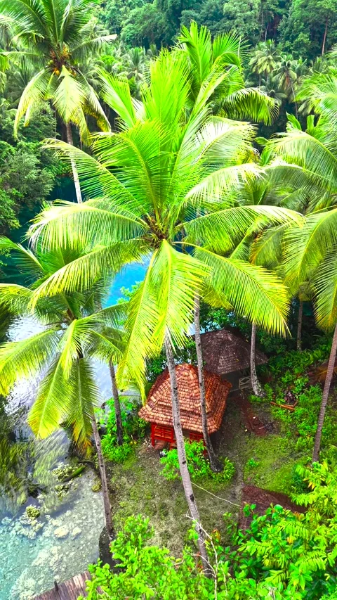 High angle view of clear turquoise water surrounded by coconut palms, tropical Stock Footage 346747370
