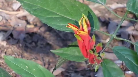 High angle view of Clinacanthus nutans flower Sabah snake grass fixed shot. Stock Footage 342302379
