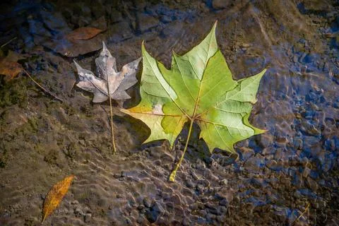 High angle view closeup of leaves in a colorful stream Stock Photos