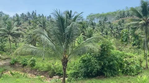 High angle view of coconut plantation Stock Footage 238622341