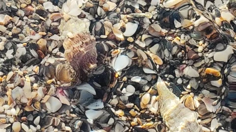 High Angle View Of Colorful Beach Stones And Sea Shells On Wet Sand Stock Footage 342121158